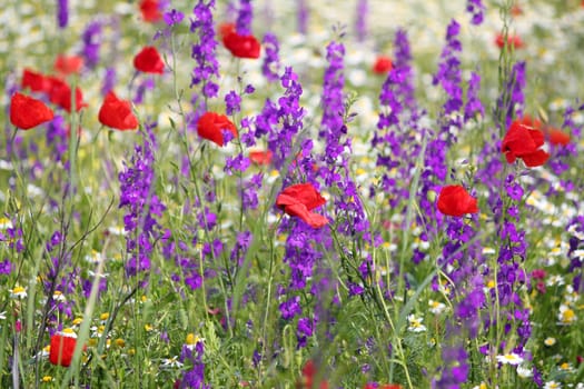 spring meadow with wild flowers