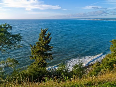 A view of the ocean from a cliff with trees and plants growing on the cliffside.