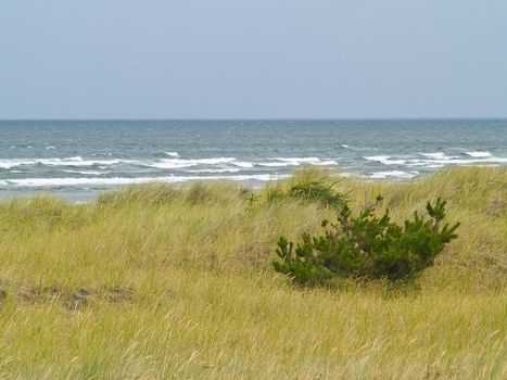 Beach Grass and Beach and Ocean in the Background