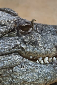 Close up of a crocodile looking into the camera