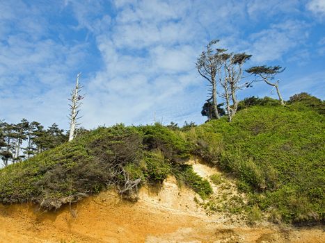 Windswept Trees on a Hillside on a Clear Sunny Day