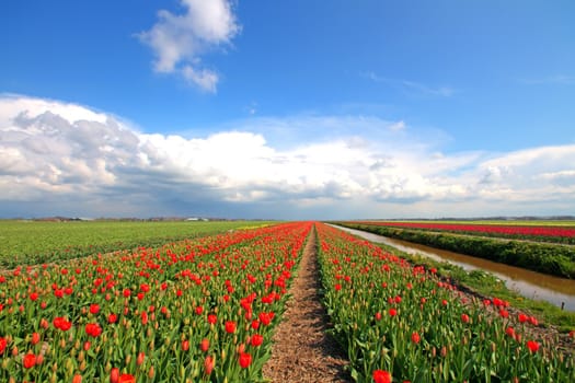 Blossoming tulip fields in the countryside from the Netherlands