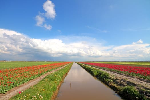 Blossoming tulip fields in the countryside from the Netherlands