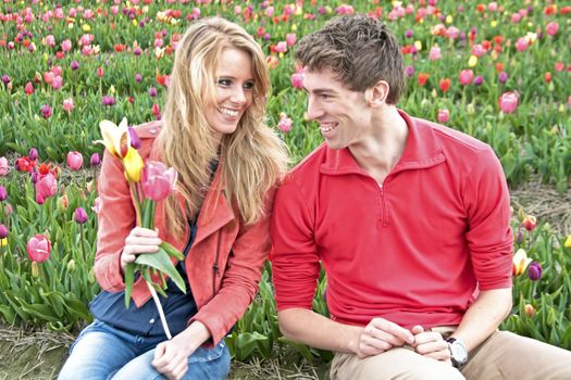 Young happy couple picking tulips in the tulip fields from the Netherlands