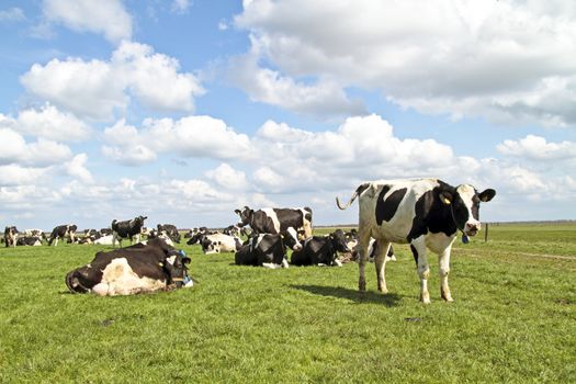 Cows in the countryside from the Netherlands