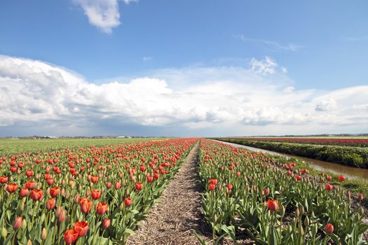 Typical dutch landscape in springtime with tulipfields