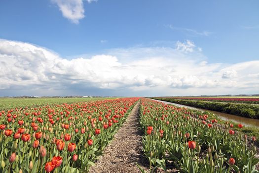 Typical dutch landscape in springtime with tulipfields