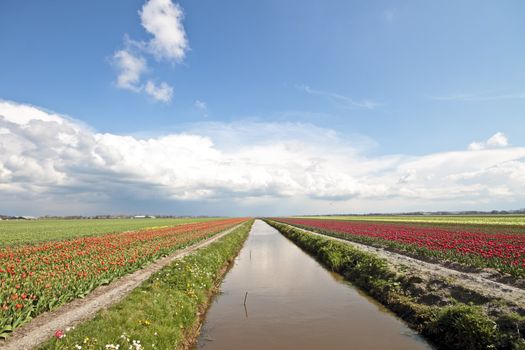 Typical dutch landscape in springtime with tulipfields