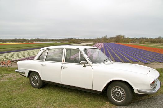 Old fashioned car with fields of tulips in the Netherlands