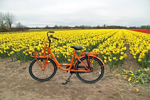 Orange bicycle from Holland at the flower fields in the Netherlands