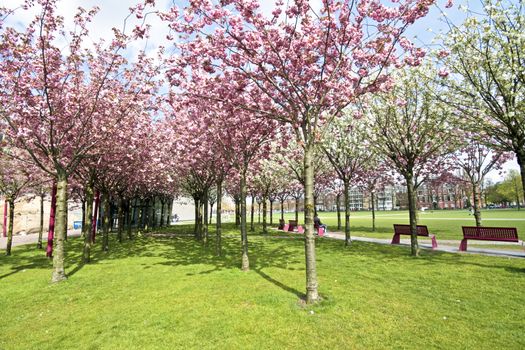 Japanese cherry trees blossoming in spring at the Museumplein in Amsterdam the Netherlands