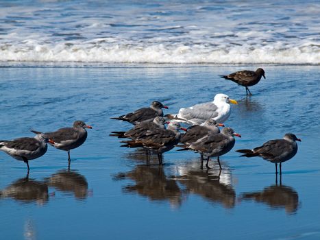 A Variety of Seabirds at the Seashore