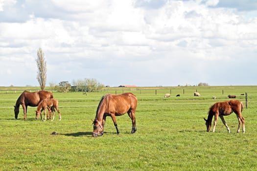 Horses grazing in the countryside from the Netherlands