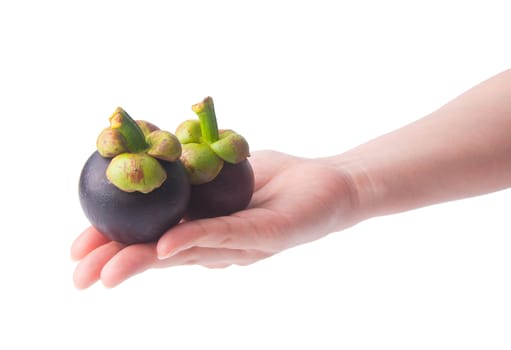 mangosteen fruit in hand on the background.