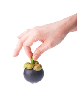 mangosteen fruit in hand on the background.