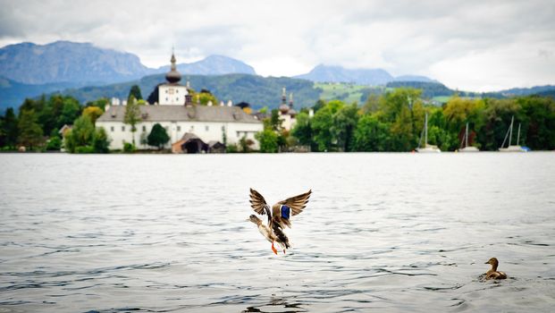 Flying Duck on the Traunsee, a famous Lake in Austria