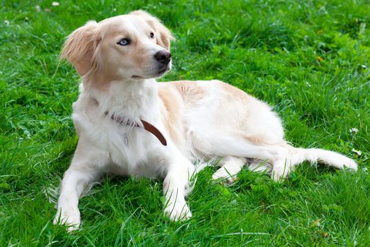 dog in green grass on a summer day