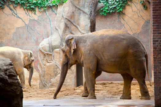 big african elephant