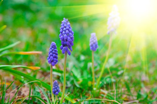 Bluebells flower with sunlight (Grape Hyacinth, Muscari armeniacum)