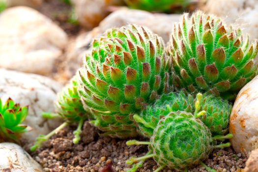 houseleek - Sempervivum in the garden