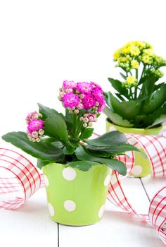 kalanchoe Calandiva flowers in a green pot