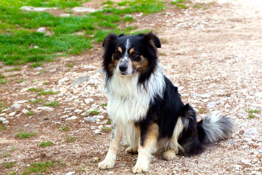 dog