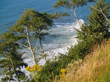 A view of the ocean from a cliff with trees and plants growing on the cliffside.