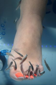 close-up of feet taking care at fish spa