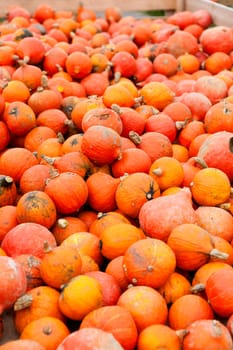 coclorful orange pumpkin in autumn outdoor on field