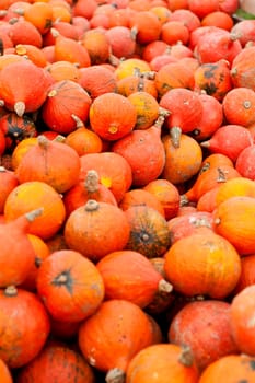 coclorful orange pumpkin in autumn outdoor on field