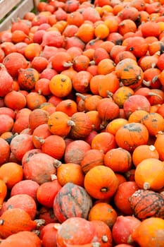 coclorful orange pumpkin in autumn outdoor on field