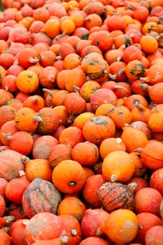 coclorful orange pumpkin in autumn outdoor on field