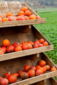 coclorful orange pumpkin in autumn outdoor on field