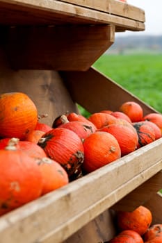 coclorful orange pumpkin in autumn outdoor on field