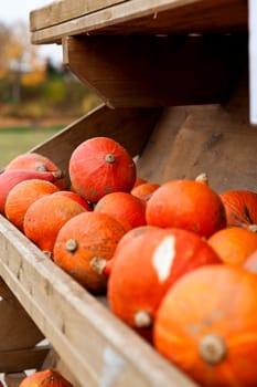 coclorful orange pumpkin in autumn outdoor on field
