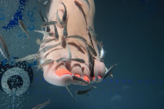 close-up of foot taking care at fish spa