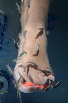 close-up of foot taking care at fish spa