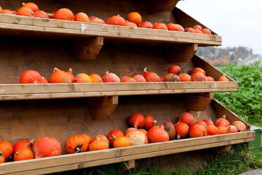 coclorful orange pumpkin in autumn outdoor on field