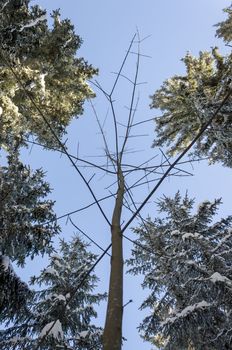 Isolated young leaf tree between giant spruces.