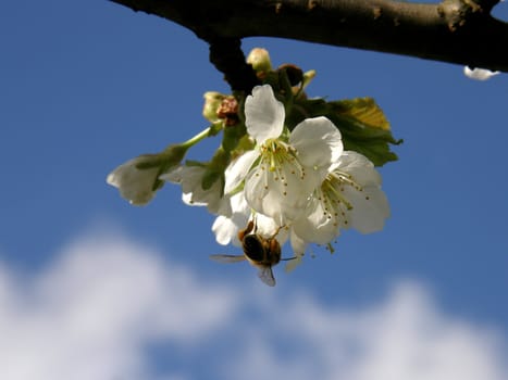 Bee collecting honey on a chery flower against the sky.