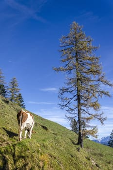 Cow on the pasture in Karavanks mountains, Slovenia.