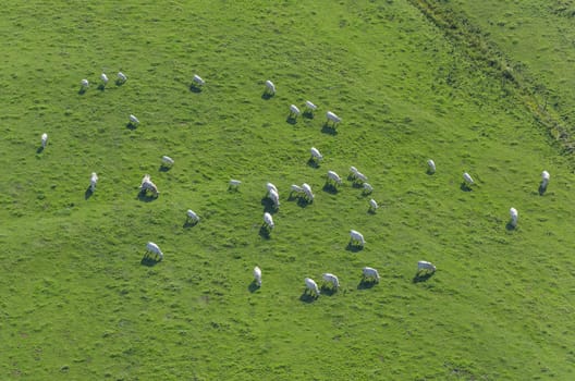 Aerial view on herd of white cows in Burgundy, France.