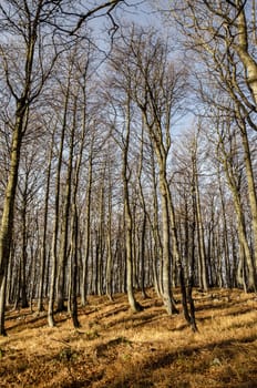 Late autumn forest in a morning light.