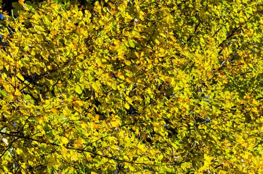 Texture of autumn colorful leaves on trees.