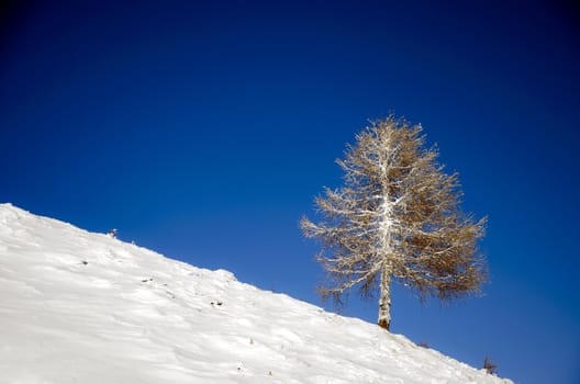 Frozen larch tree on a slope against a blue sky.