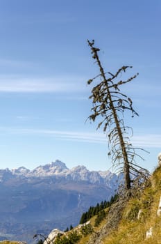 Small larch tree with view on mountains, Alps, Slovenia.