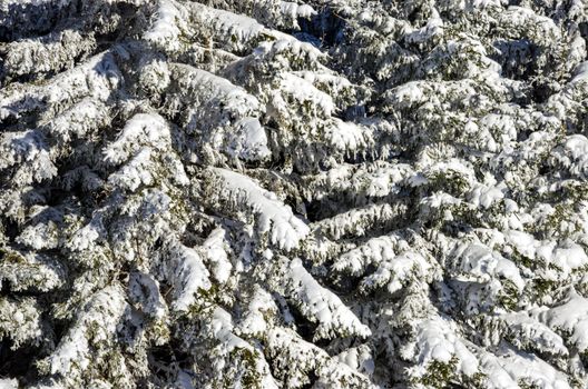 Fresh snow on a spruce tree branches.