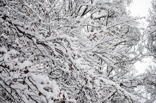 Freshly fallen snow on a tree branches.