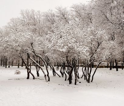 Lilacs in the snow in the snow in the city of Krivoy Rog in Ukraine