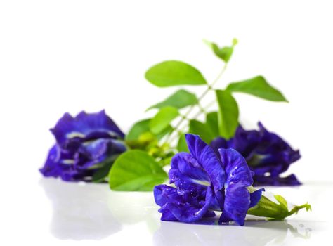 Butterfly pea